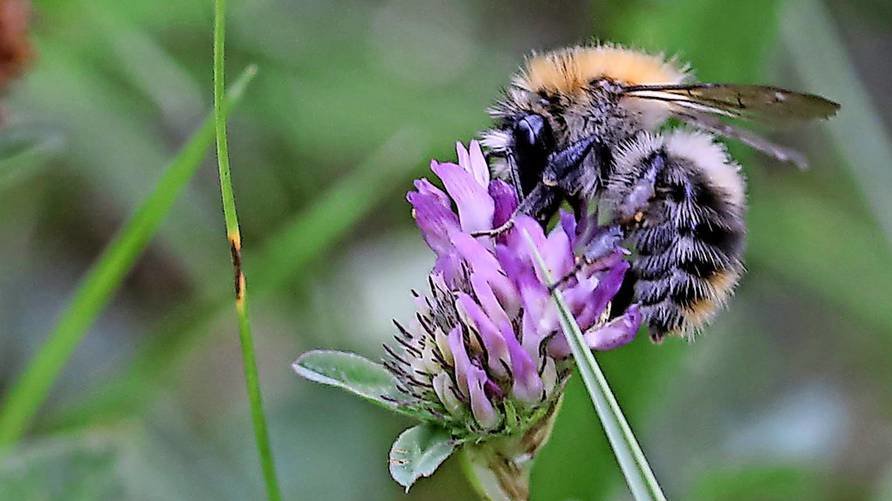 Biene auf Blüte in Nahaufnahme