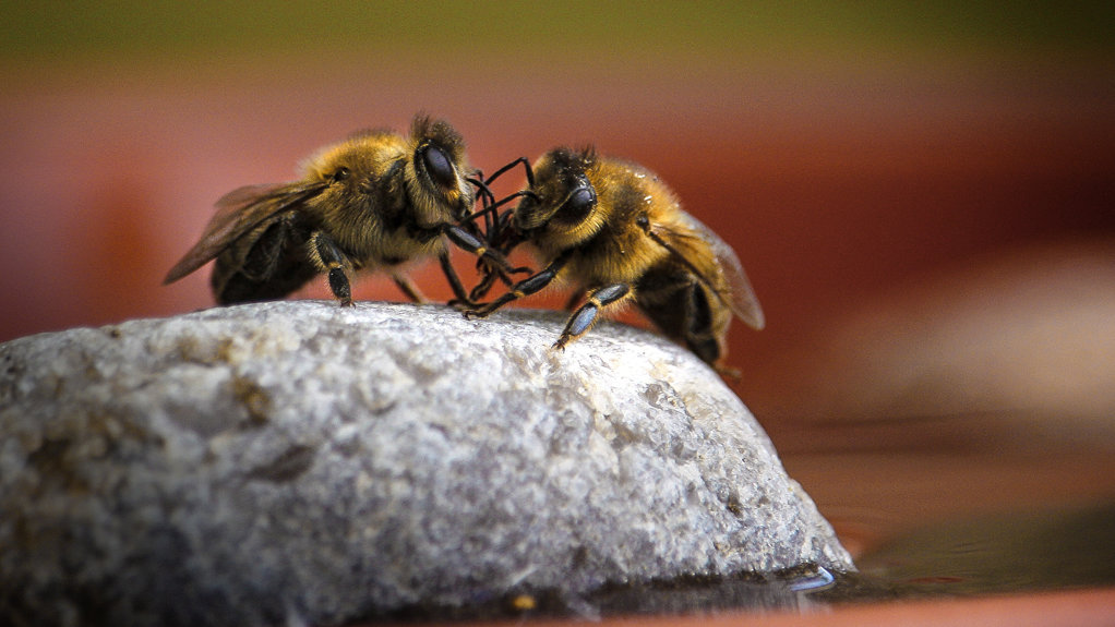 Zwei Bienen auf Stein in Nahaufnahme