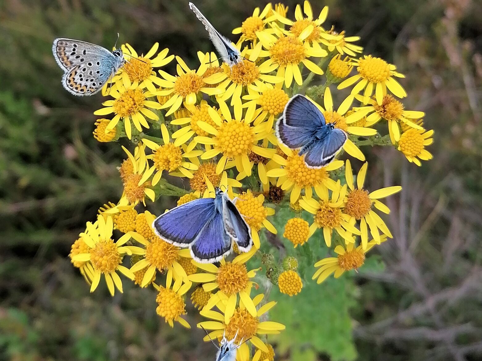 Gelbe Pflanze mit fünf blauen Schmetterlingen