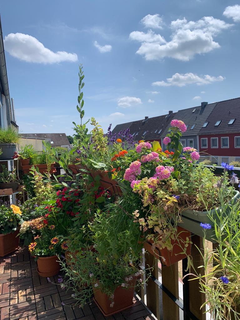 Blumenwiese auf Balkon